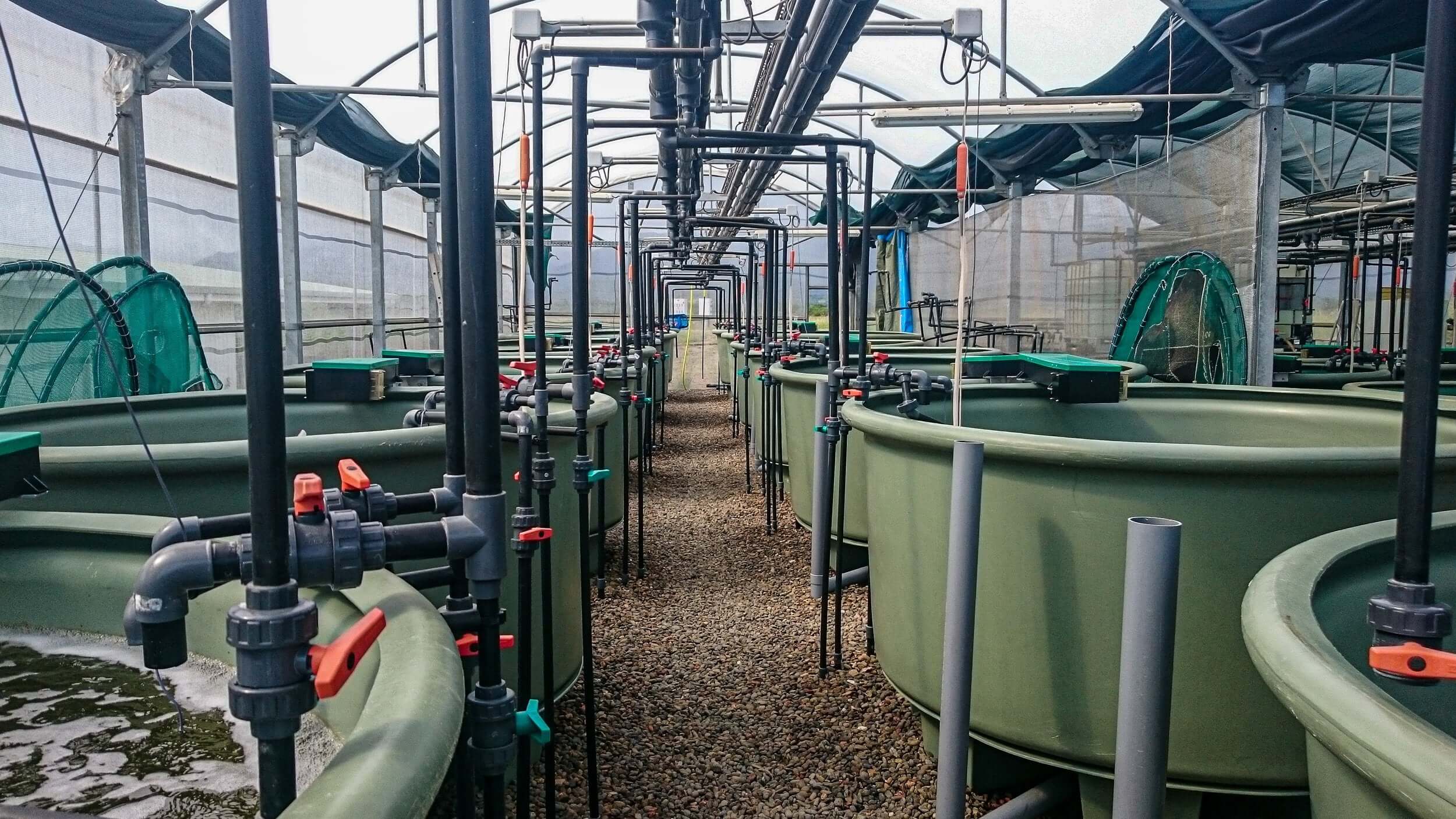 Aquaculture facility with large tanks in a greenhouse setting for sustainable fish farming.