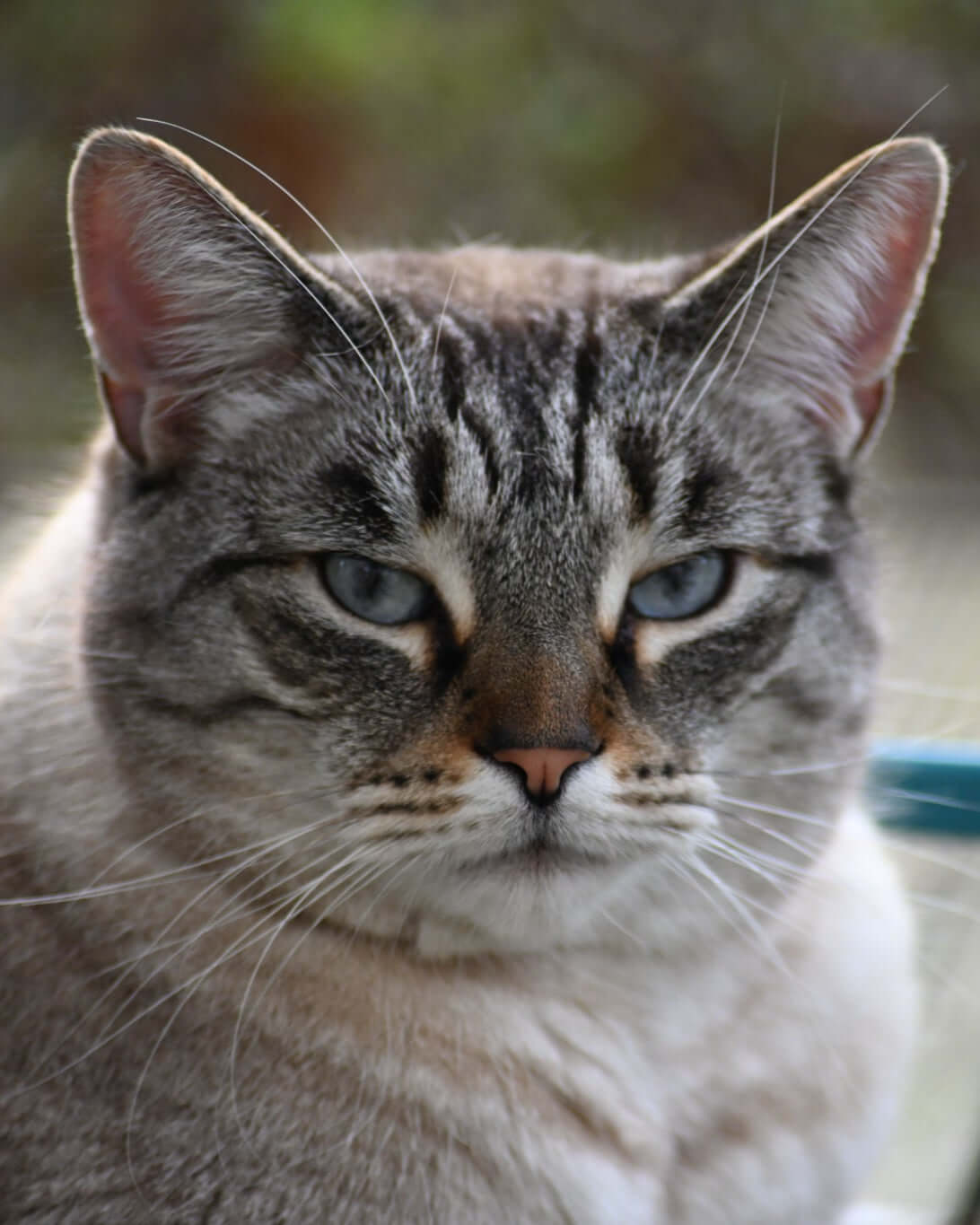 Close-up of a grey tabby cat with blue eyes looking intently into the camera.