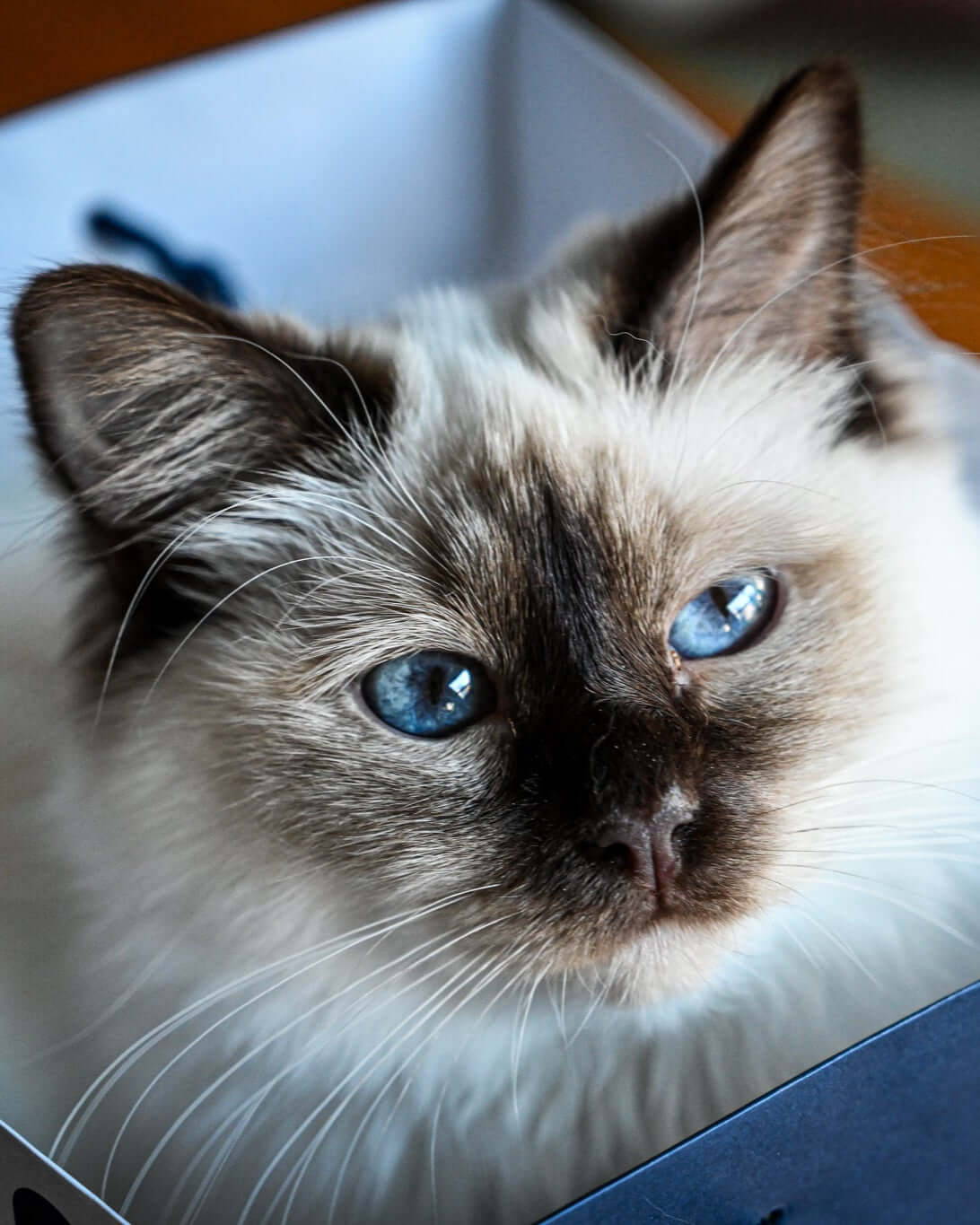Siamese cat with blue eyes sitting in a box, looking curious and attentive, showcasing its soft fur and alert expression.