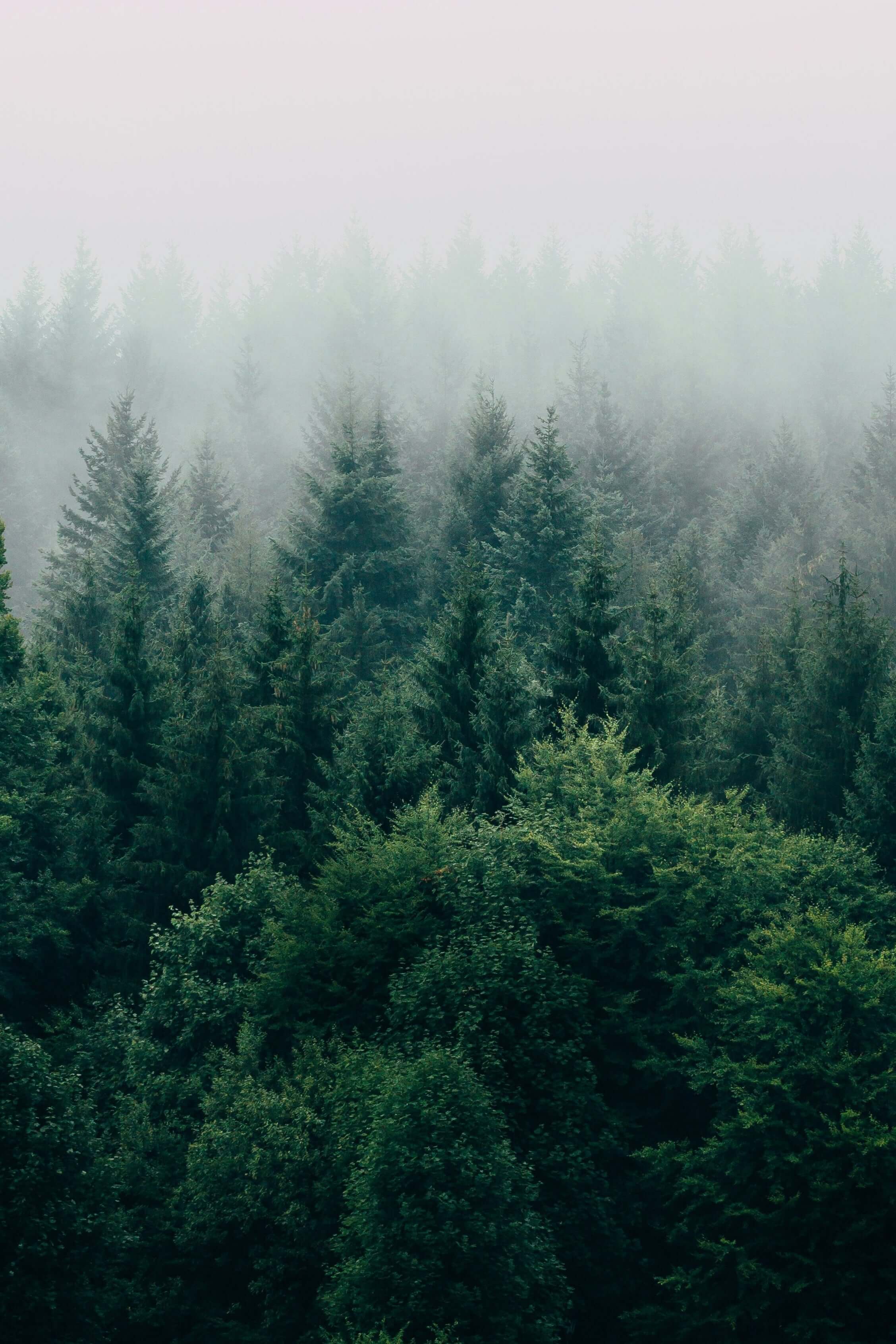 A forest shot and pinetrees tops with fog