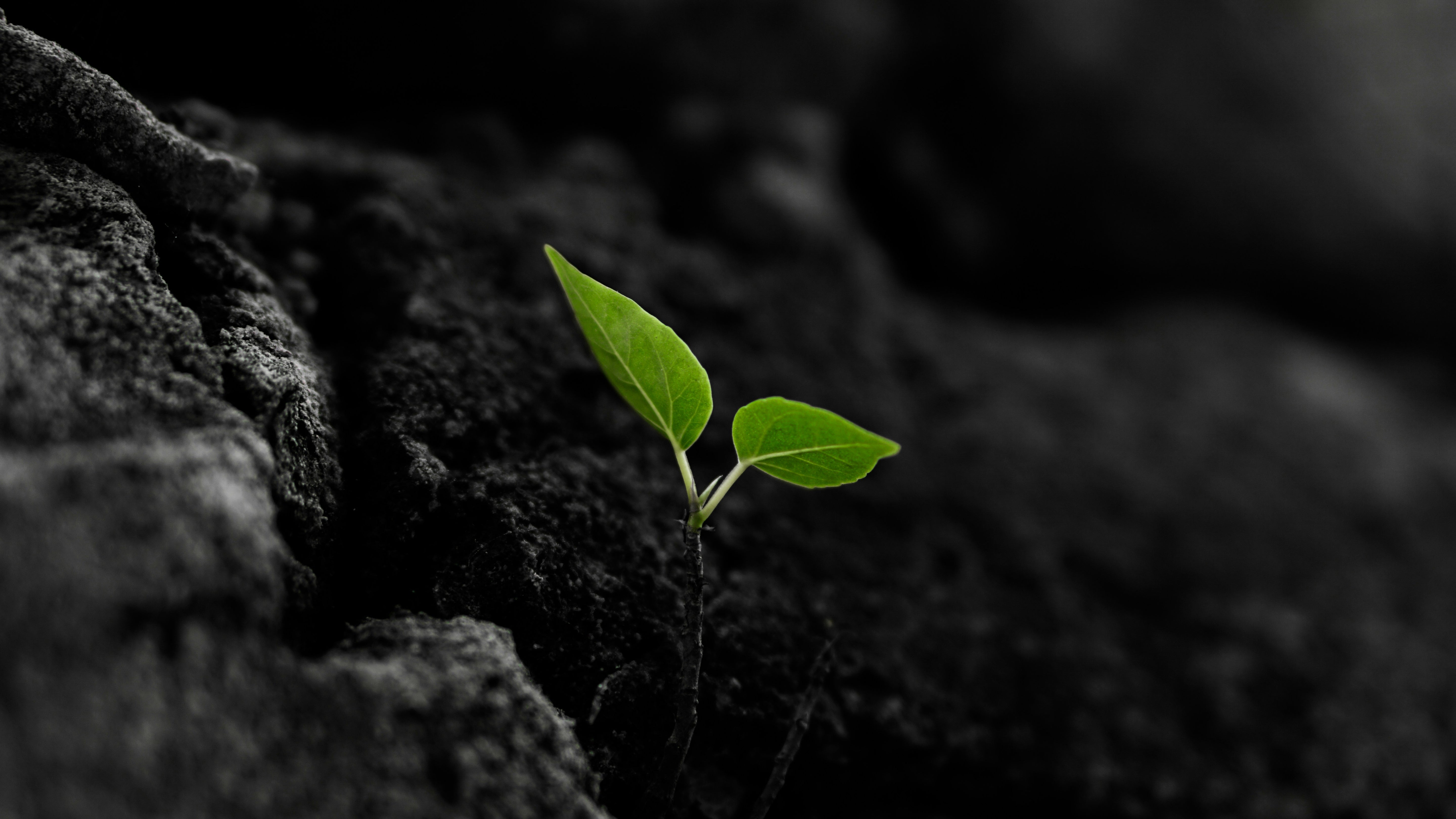 A green sprout on a dark stone soil