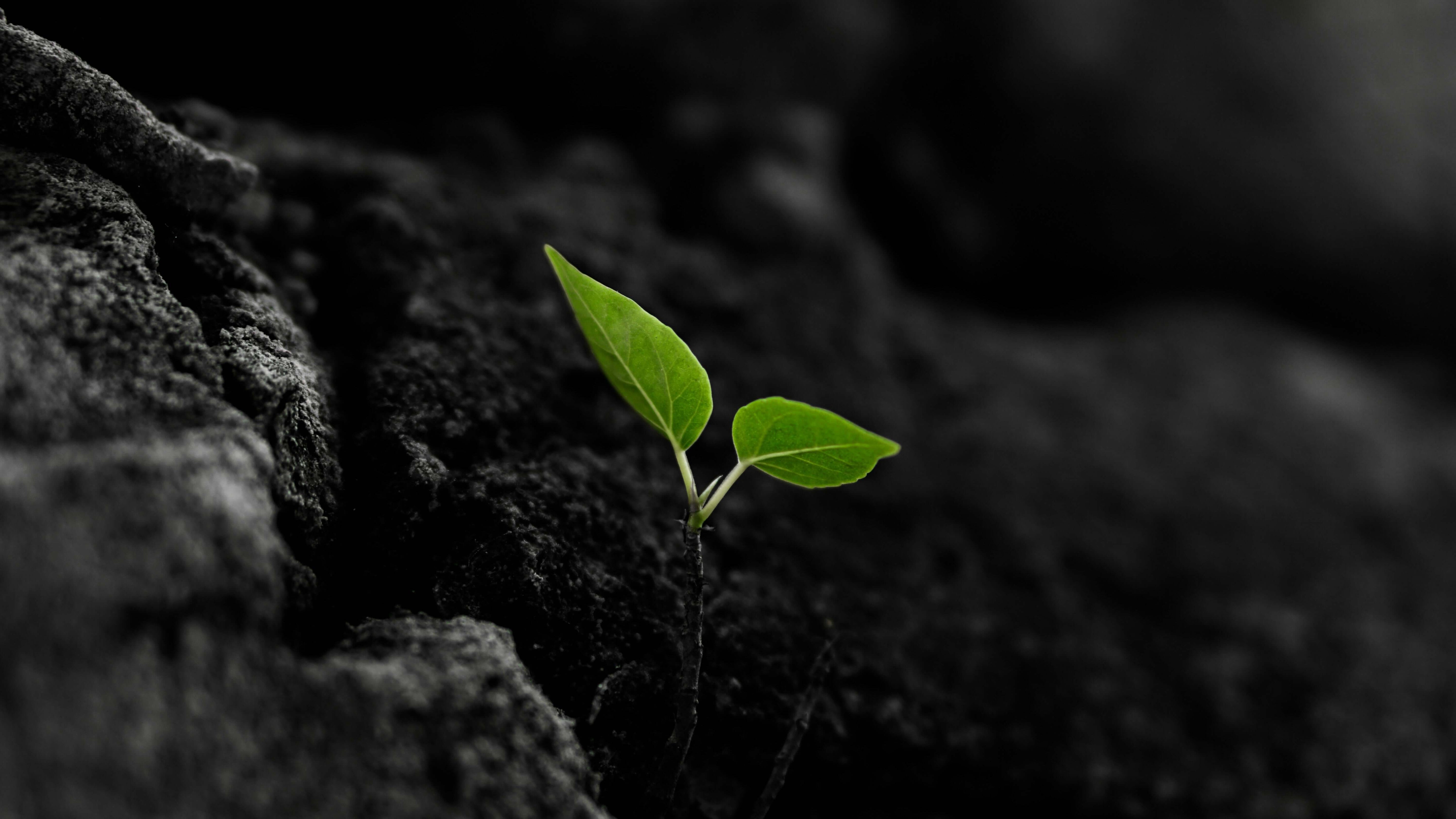 A green sprout on a dark stone soil