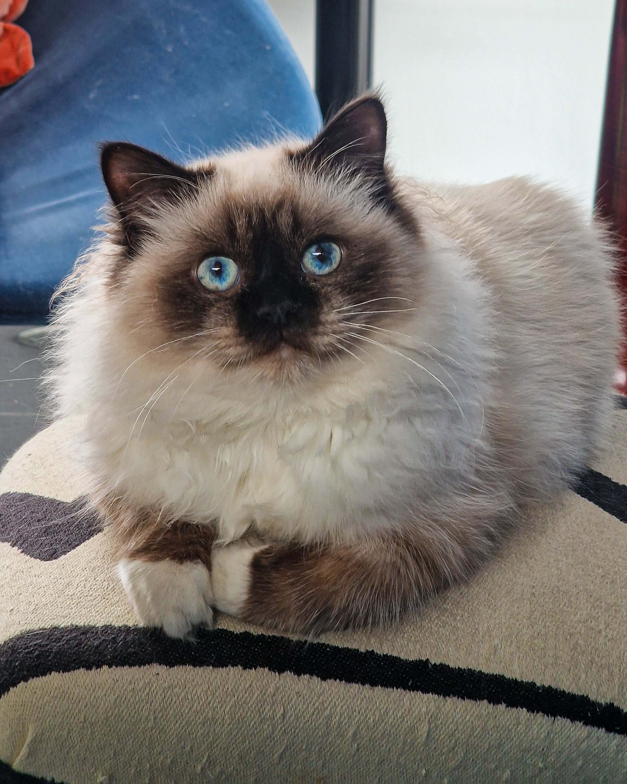 Un retrato de Mochi Belforti, un gato birmano que forma parte del equipo dedicado de Belforti Instruments