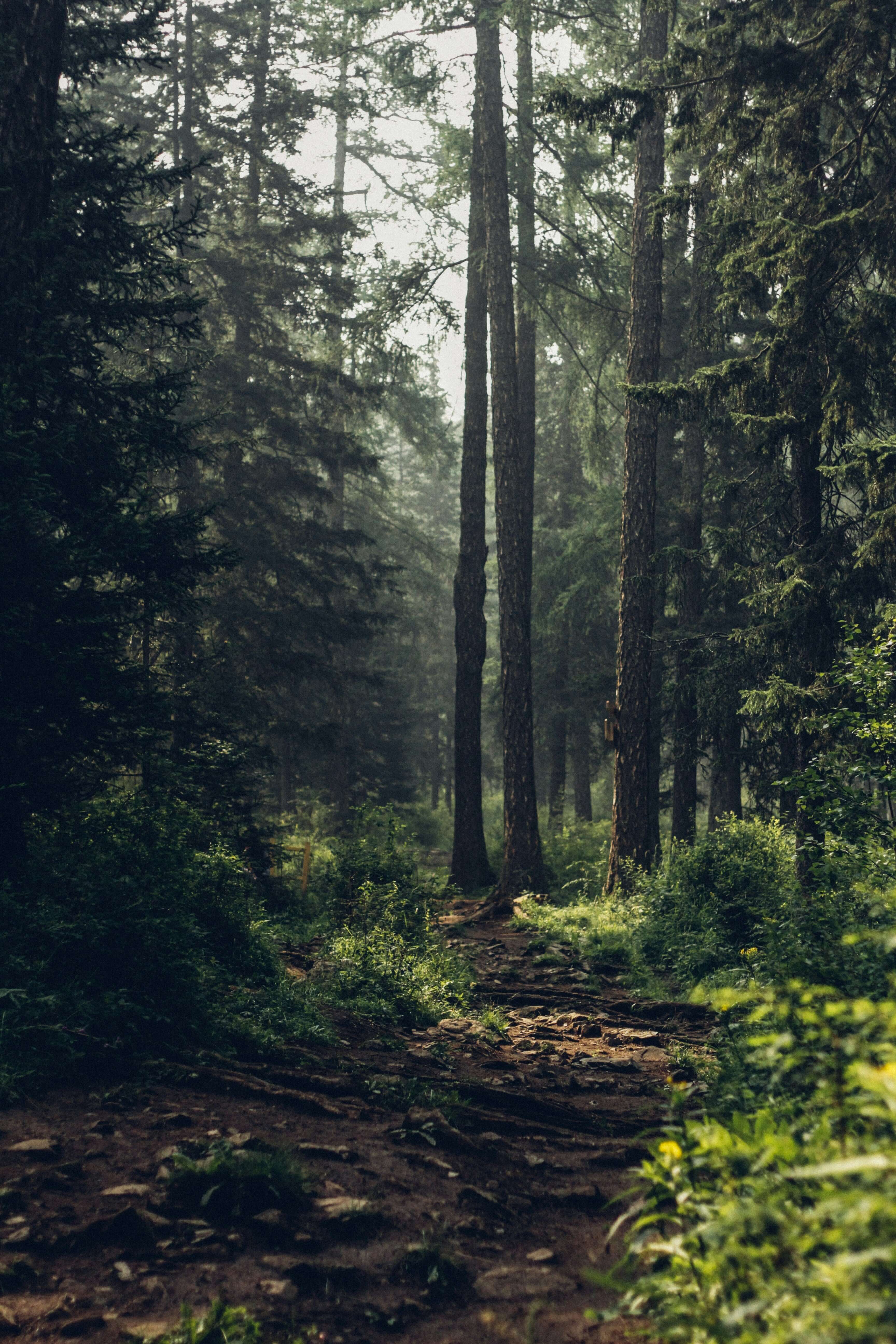 Un sentier vide dans une forêt