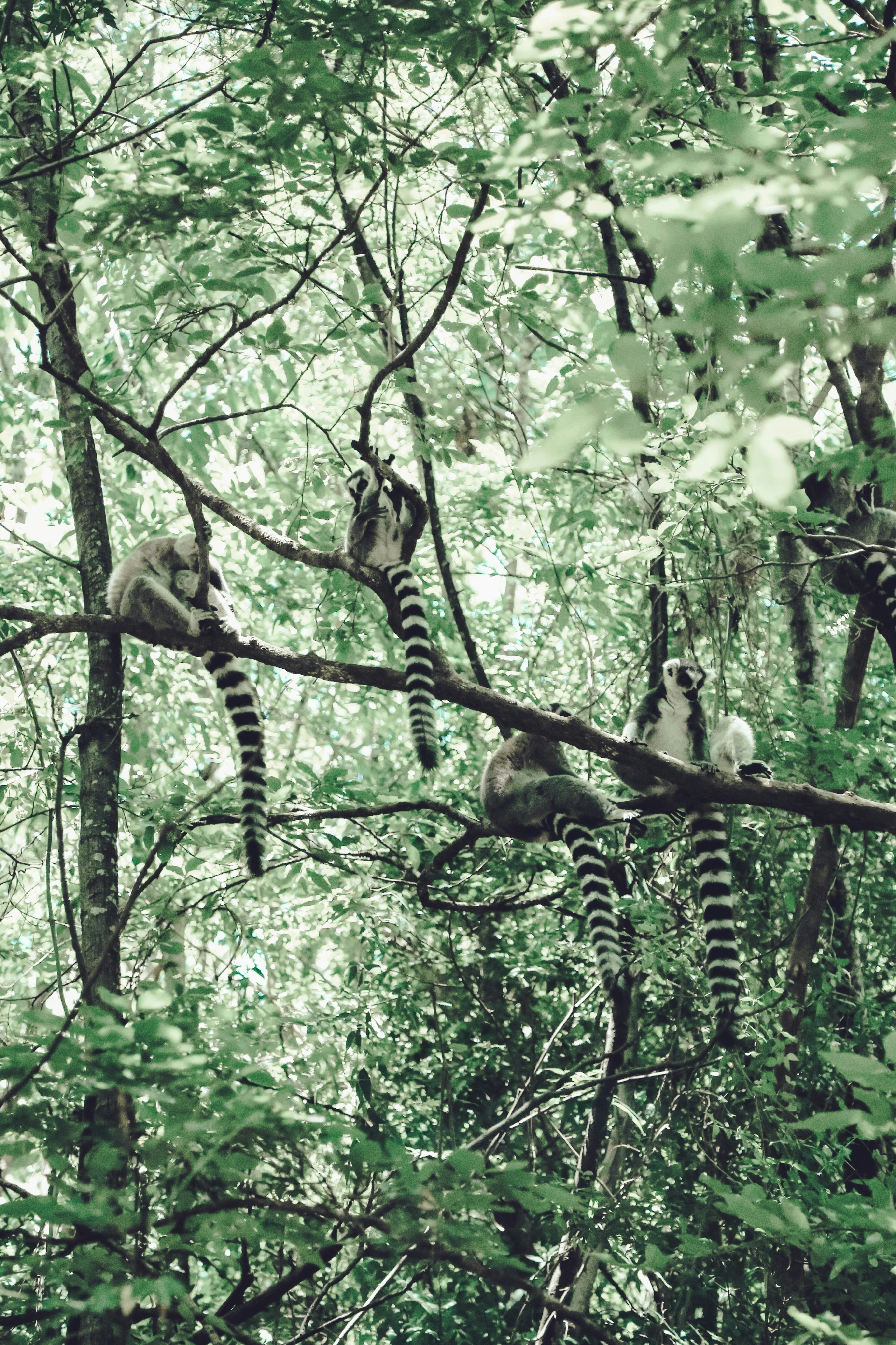 Lémures sentados en una rama en un bosque de madagascar