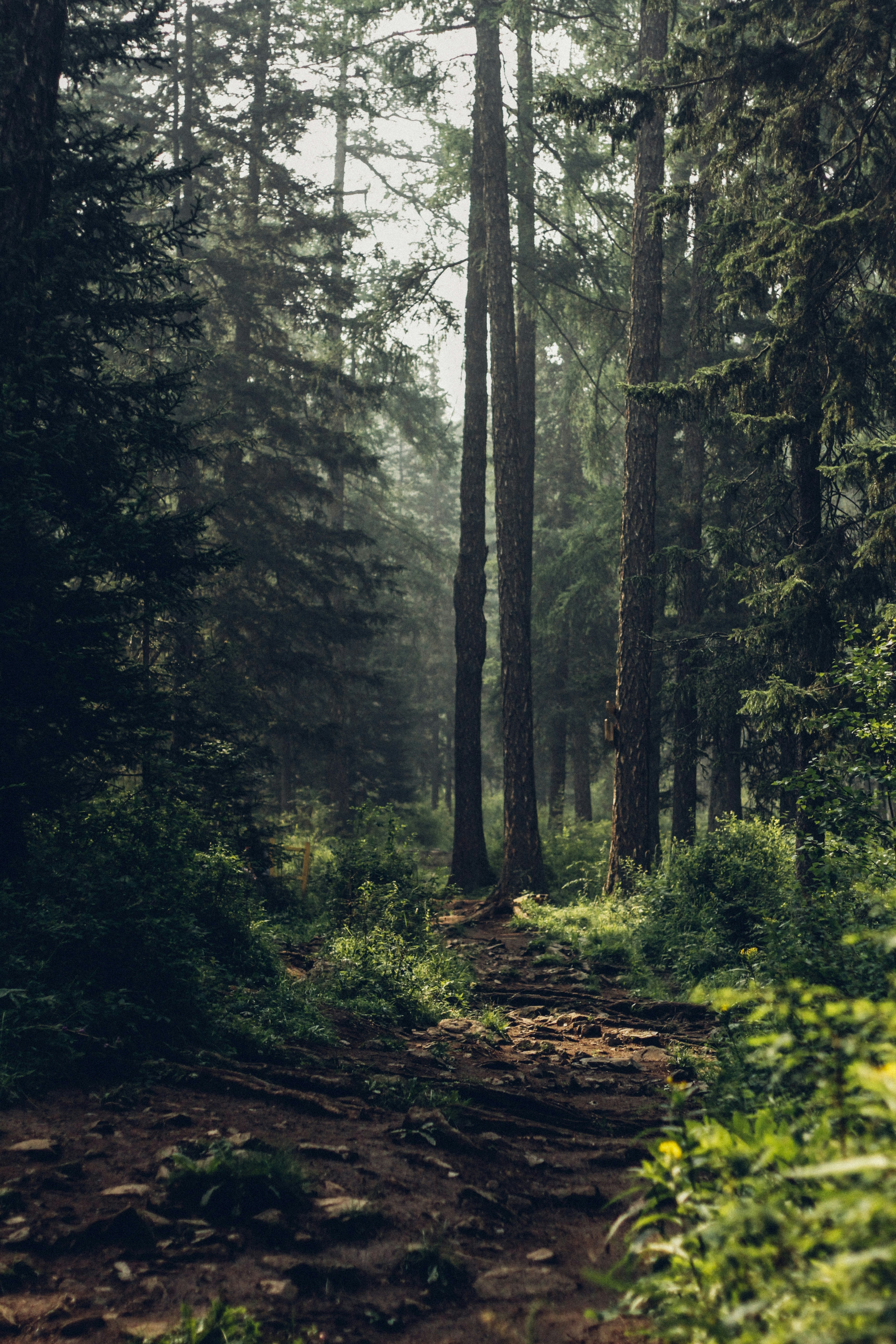 Un sentier vide dans une forêt